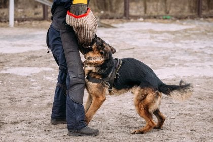 are you liable if your dog bites someone on your property