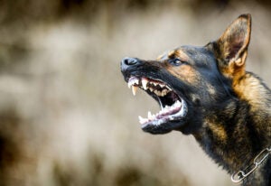 Lawyers for a Dog Bite Case in Tracy, CA