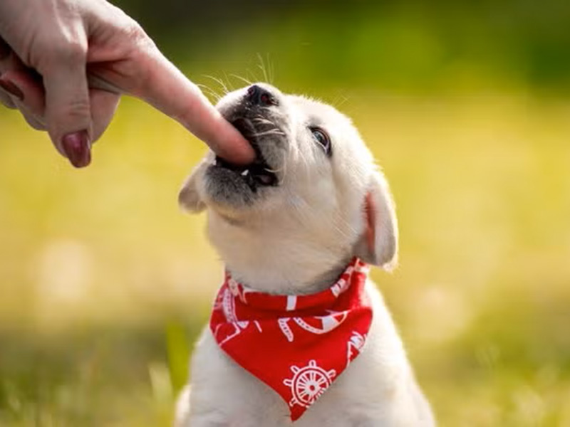 Experienced Dog Bite Lawyer in Tracy, CA