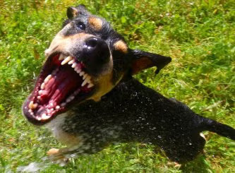 Open-mouthed dog, symbolizing a Dog Bite Case in Tracy, CA.